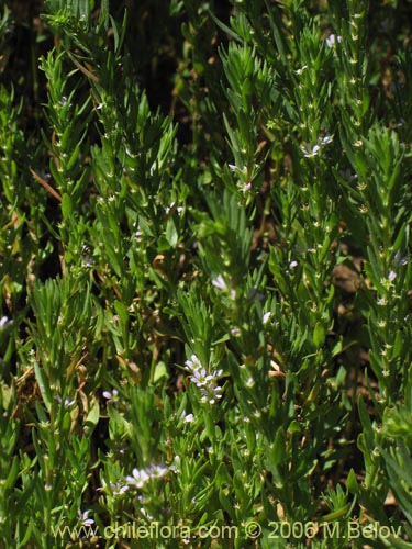 未確認の植物種 sp. #2370の写真